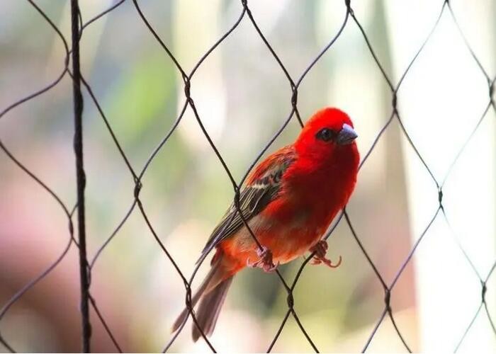Image showcasing Bird Aviary Wire Mesh , Macaw Parrot Aviary Rope Mesh Protective Cage ...